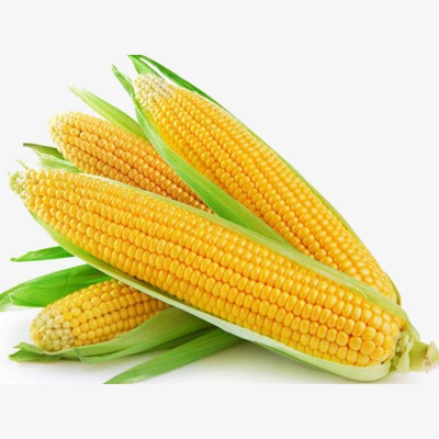 Bi-Color Corn, 4 ct